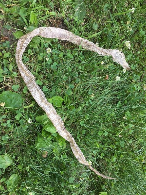 Corpus Christi snake skin